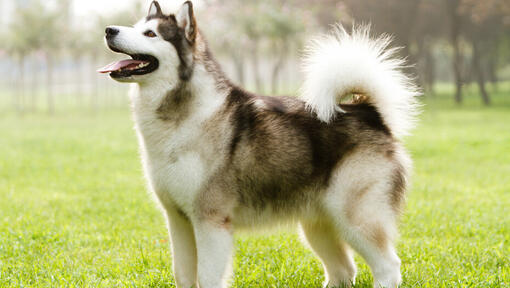 Small alaskan best sale dog breeds